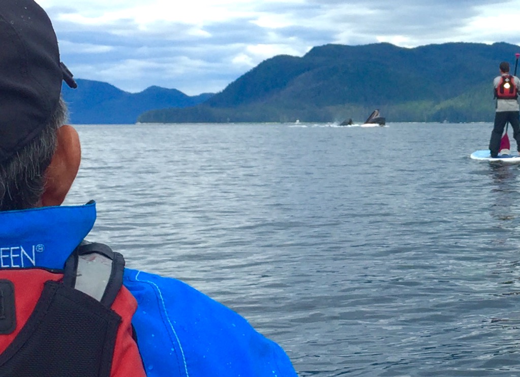 Chasing Humpbacks by kayak- Uncruise, Alaska