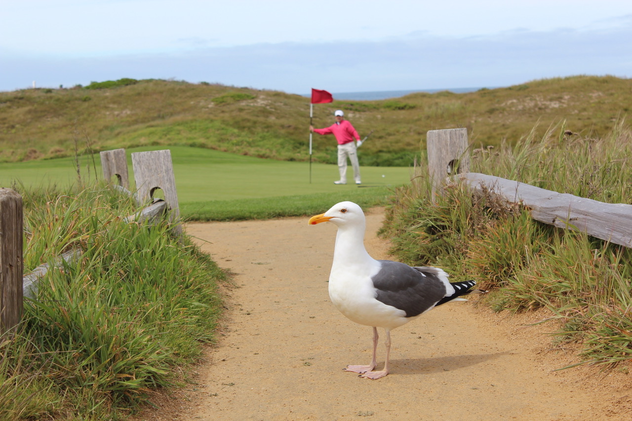 The Links at Spanish Bay- a birdie at the third?