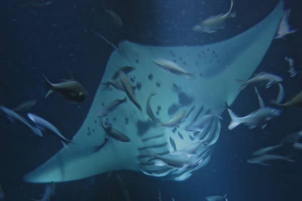 snorkel manta rays