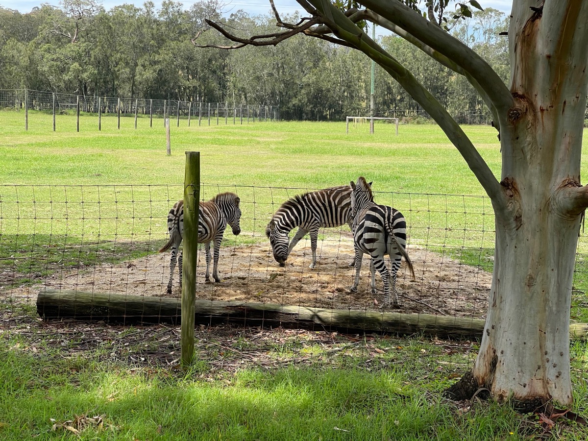 Mogo Zoo- Zebras