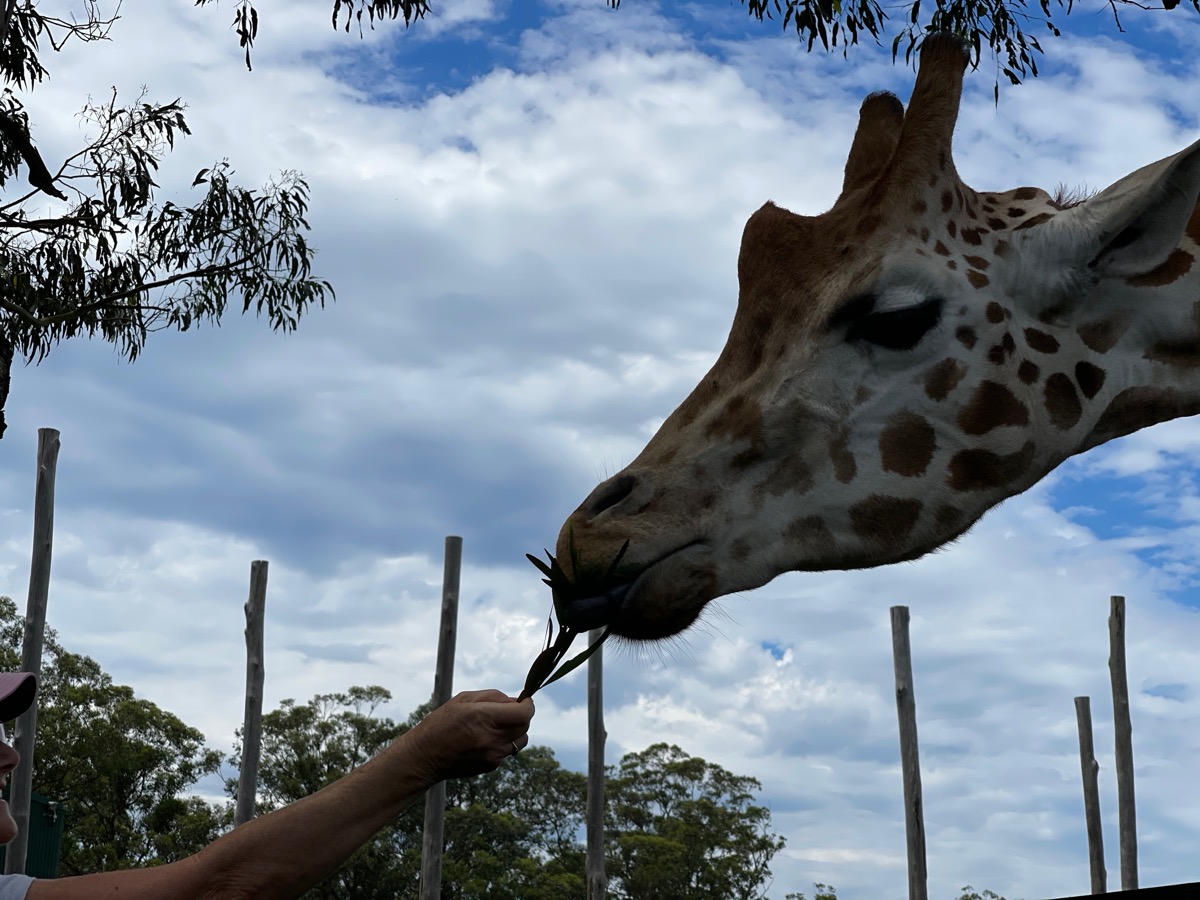 Mogo Zoo feeding the giraffes