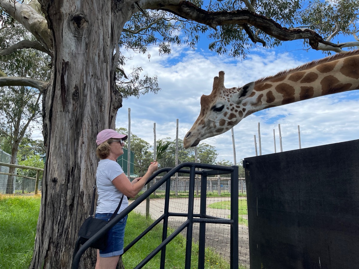 Mogo Zoo feeding the giraffes 