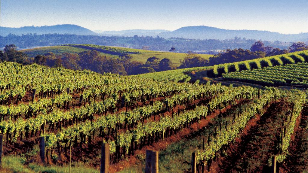 Hunter Valley winery 