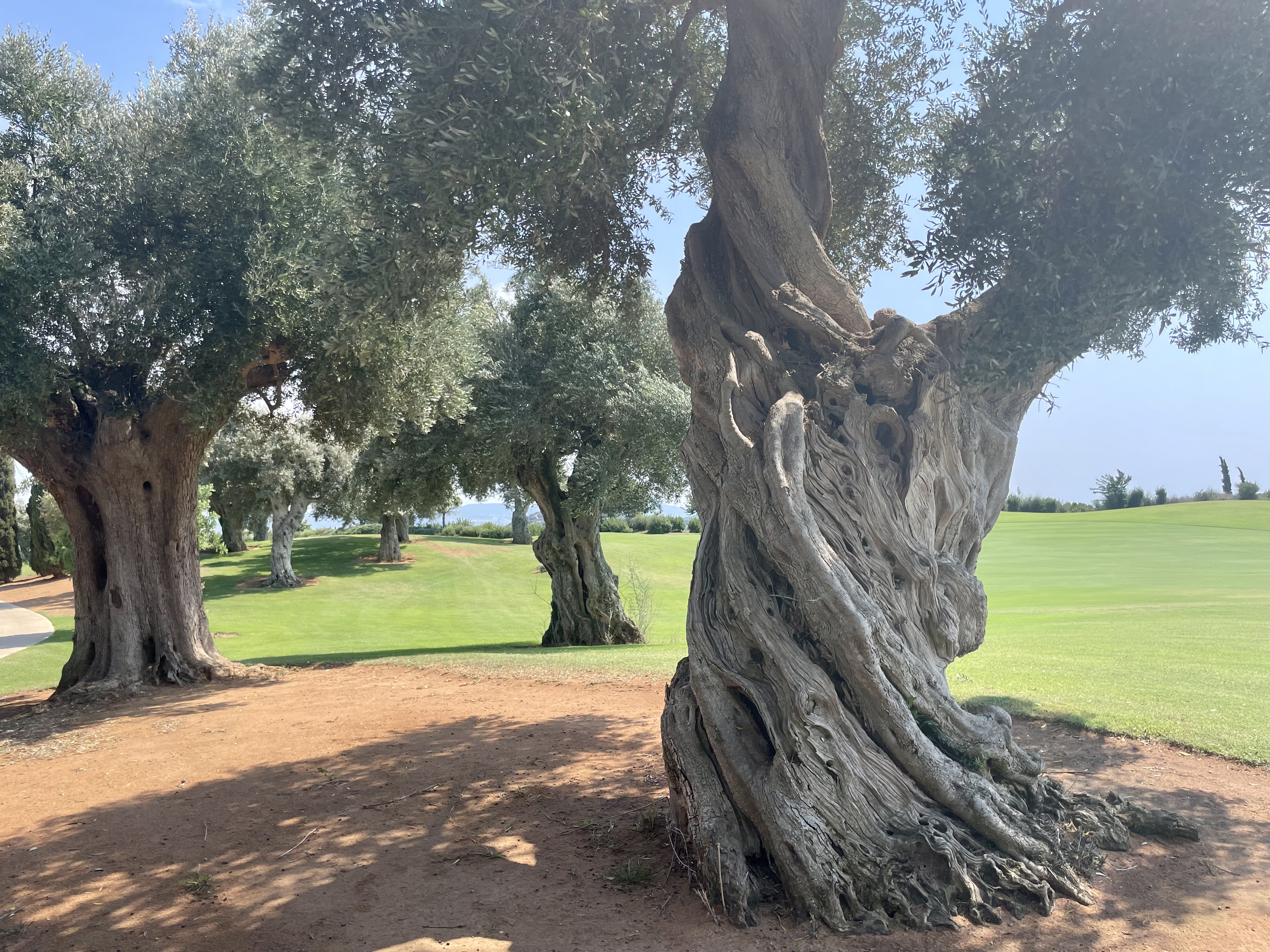 Olive Trees C Navarino