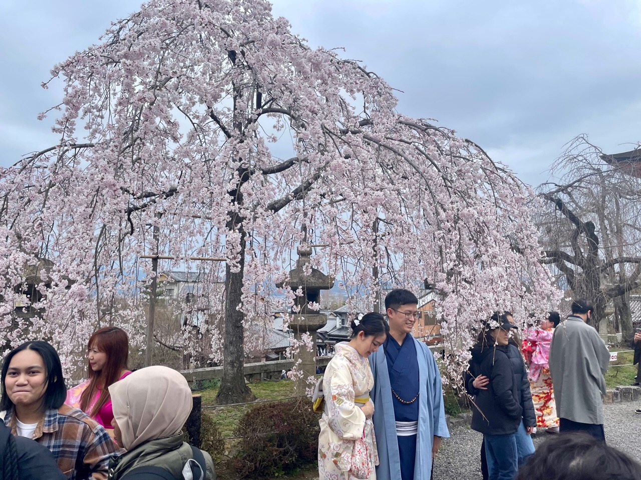 Cherry Blosson Gion