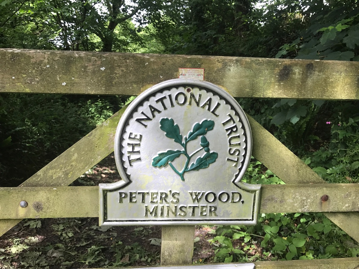 Peter's Wood near Boscastle