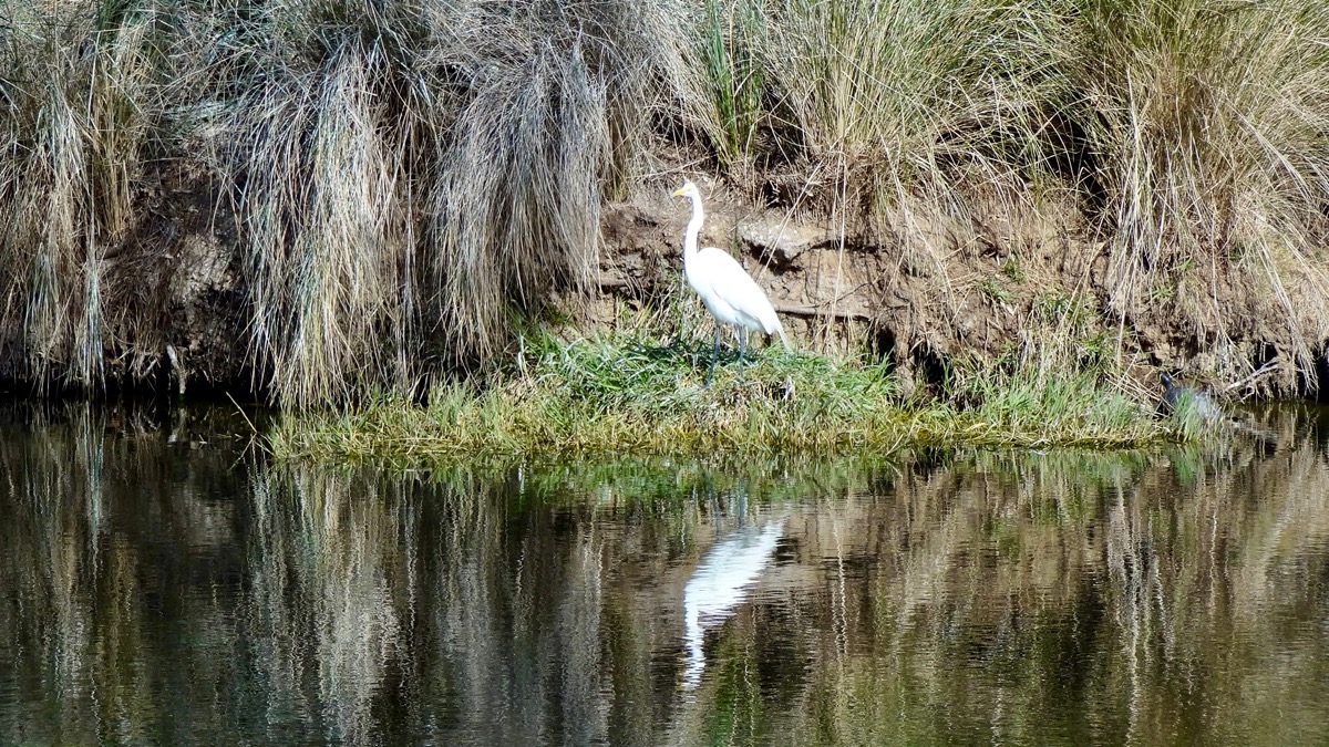  Secession GC- a waterbird reflects..                              
