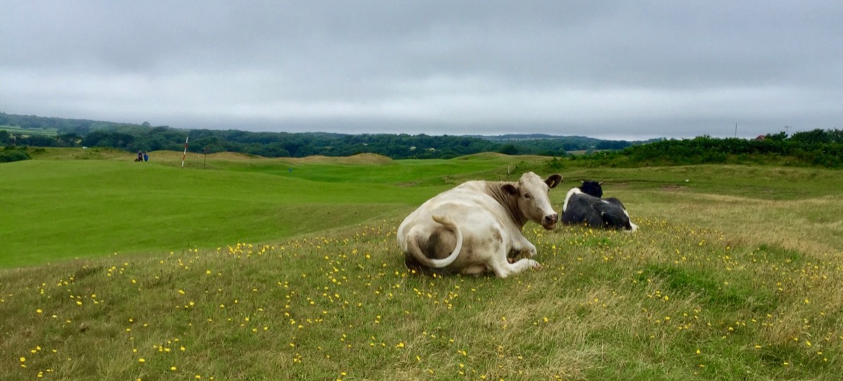 Pennard GC- cattle on the course