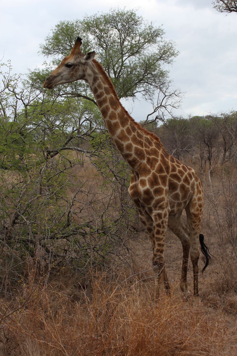  Meeting a Giraffe on safari, Kirkmans Kamp
