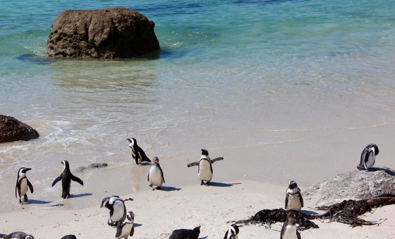 Penguins at Cape of Good Hope