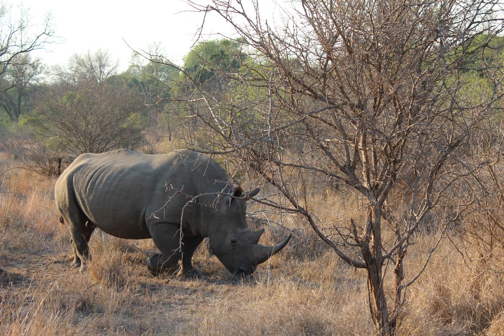 Sighting a rhino-on safari at Kirkmans Kamp